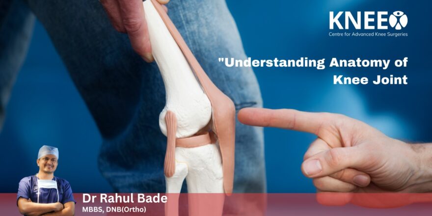 Understanding the Anatomy of the Knee